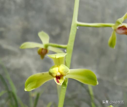 每日一品,蕙兰潘绿梅和庆华区别