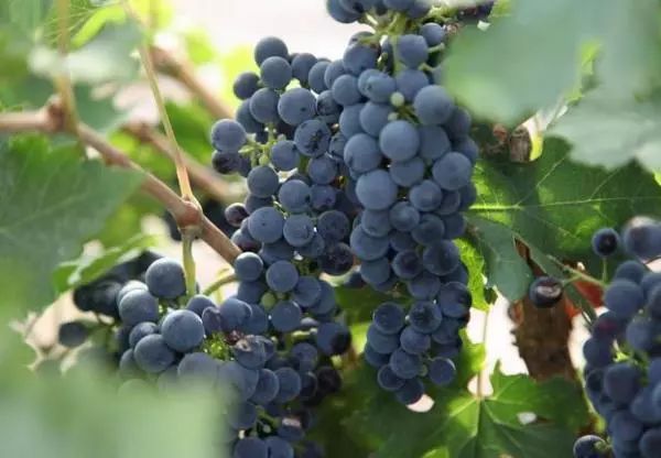 全国各地最全特产,全新疆特产