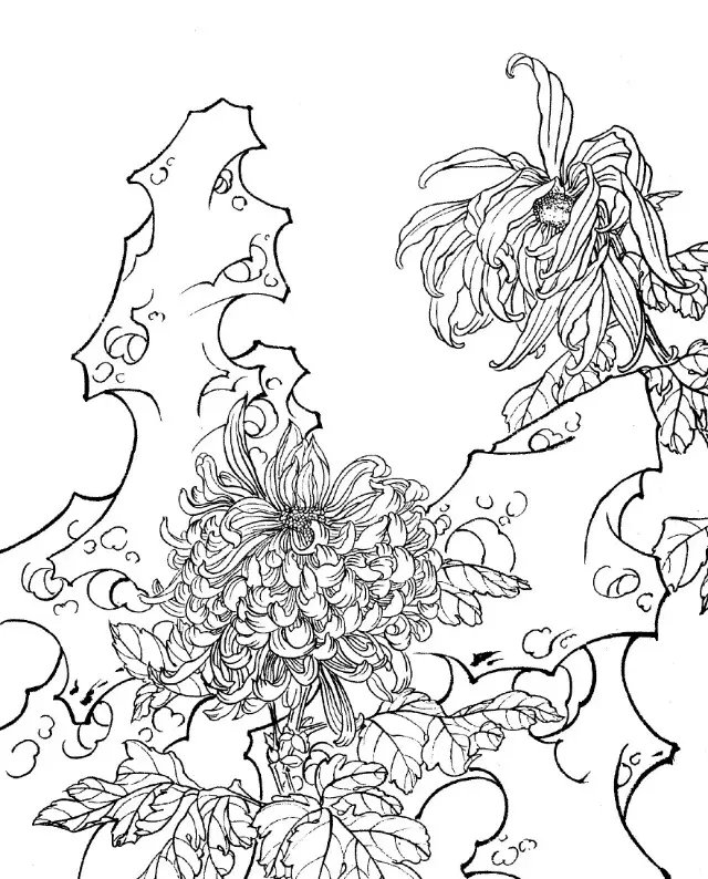 如何画菊花小写意步骤,菊花各种姿态写意画法