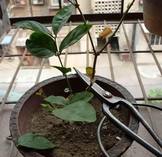 茉莉盆栽收到后怎么处理,盆栽茉莉花枯萎怎么救治
