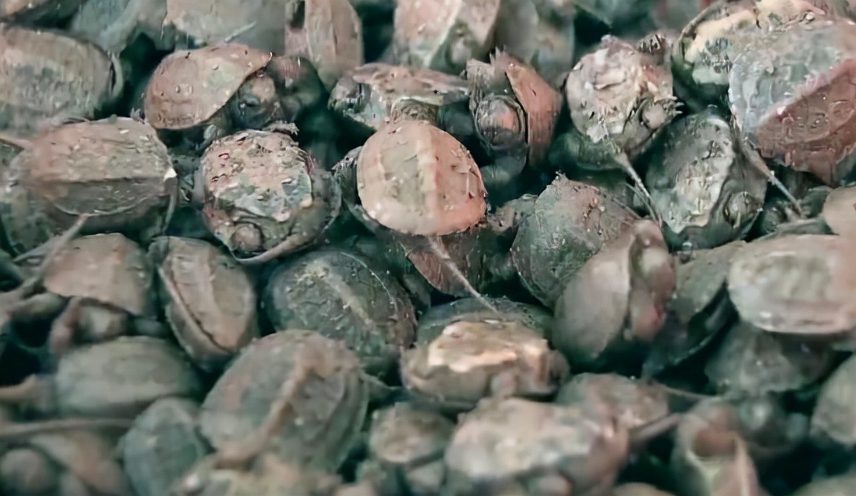 养甲鱼姚志刚,致富经姚志刚甲鱼