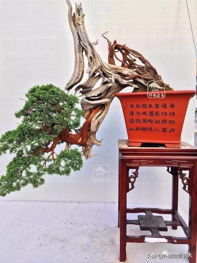 室内十大盆景名贵树种排名,十大盆景名贵树种排名火棘