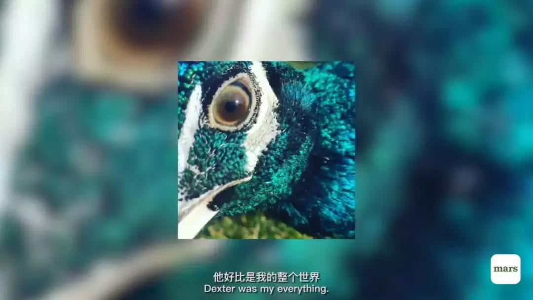 菅田将晖saveme,菅田将晖cityboy