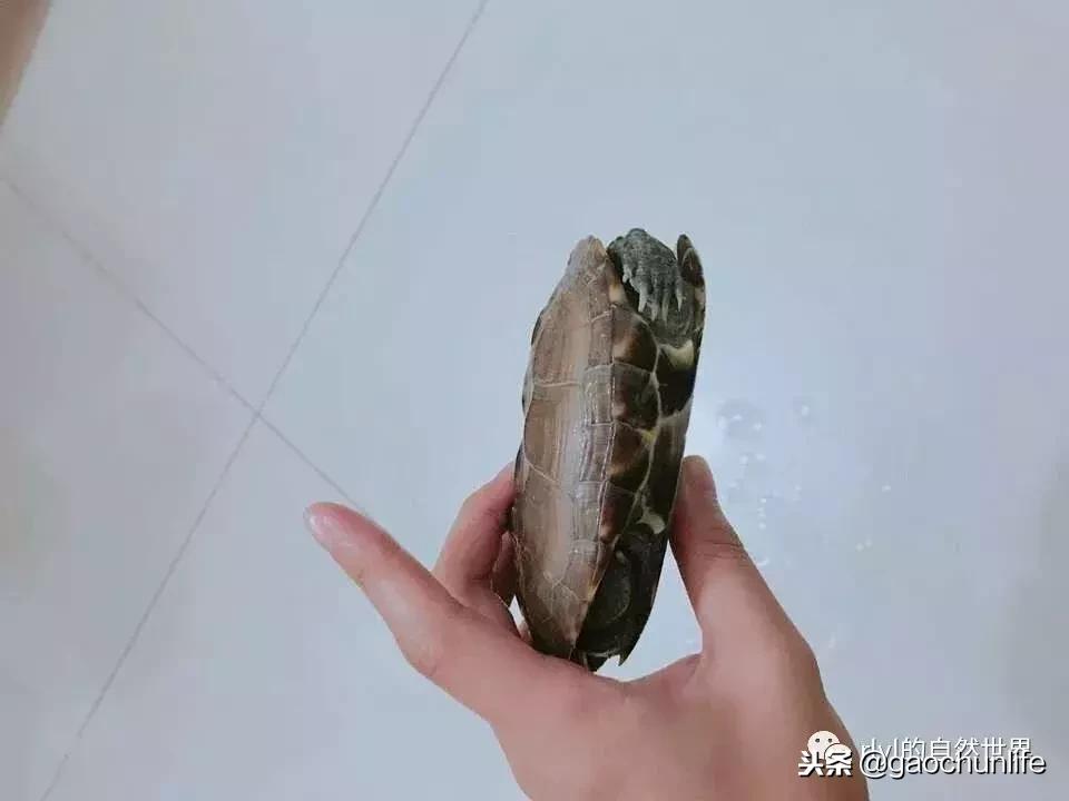 大草龟和小草龟谁好养,变异草龟和草龟的区别