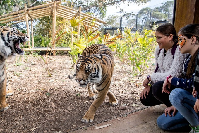 悉尼塔龙加动物园游玩攻略,悉尼塔龙嘉动物园游记