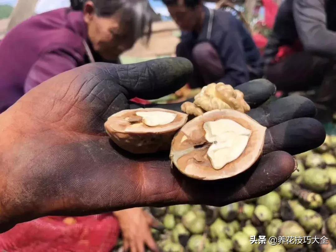 吃个核桃把手镯弄断了,吃个核桃把手弄破了