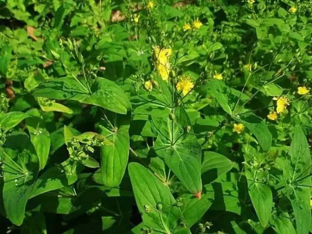 农村常见野花野草,这些野菜农村随处见