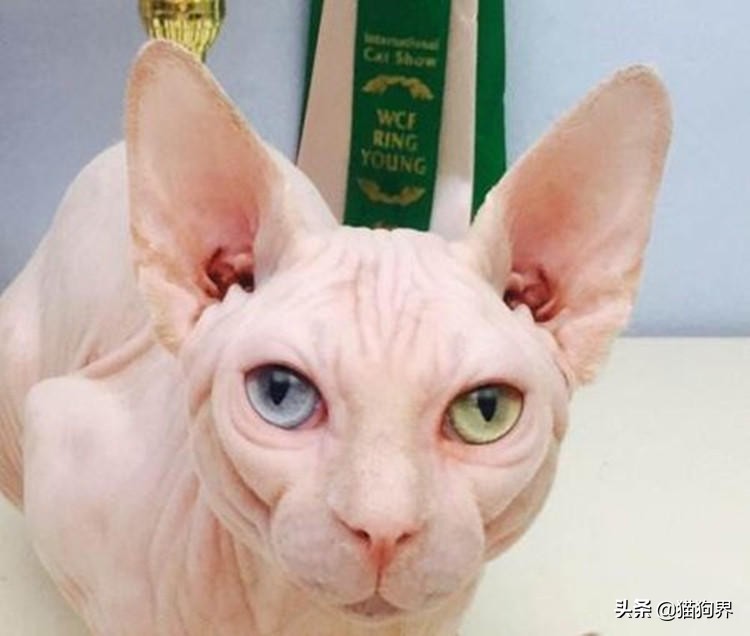 猫咪眼睛流泪有分泌物红褐色,猫咪眼睛发红流泪用什么药