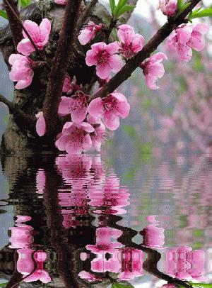 关于春天的古诗词美篇,让人惊艳的春天古诗词