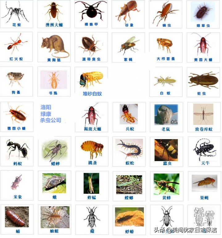 家居常见虫图片大全,家居虫类科普图文