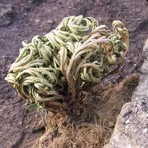 农村小野草“九死还魂”，缺水成枯草，遇水就复活，如今成高档货