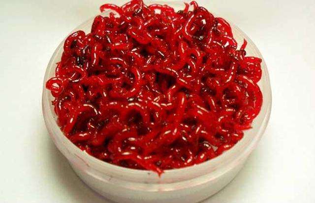 厨余垃圾养虫循环养殖,生活垃圾处理养虫