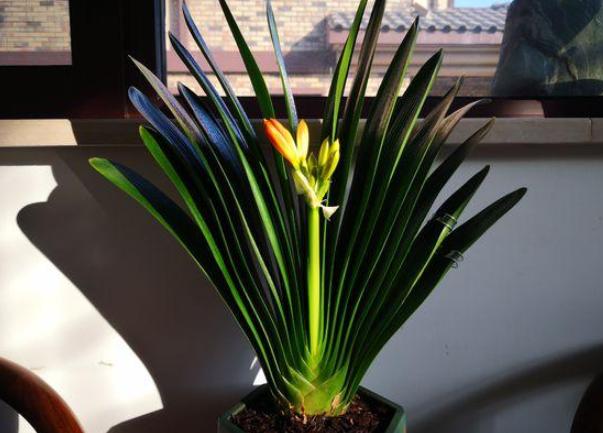 盆栽泥土结块,盆栽土流失怎样加土