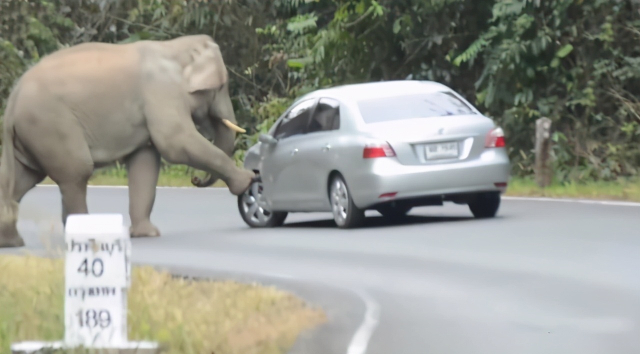 印度烧死大象,印度保护大象