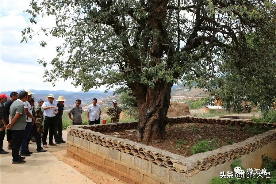 弥渡县这几个村人居环境大评比，结果怎么样？