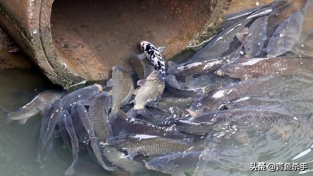 水中氧气含量与水深关系,水中氧气不足怎么钓鱼钓深钓浅