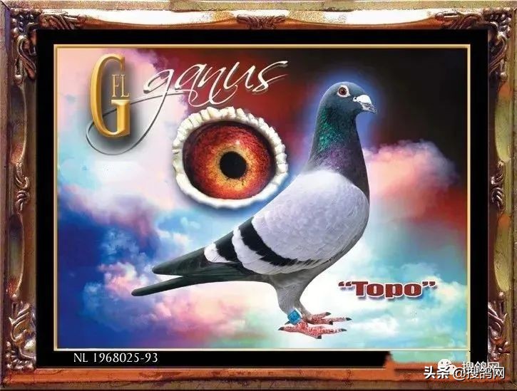 传奇后代,甘纳斯金马斯顿图片