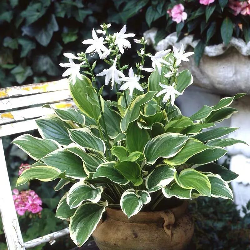 适合养在家里不用晒太阳的花,室内养什么花好养不怕太阳晒