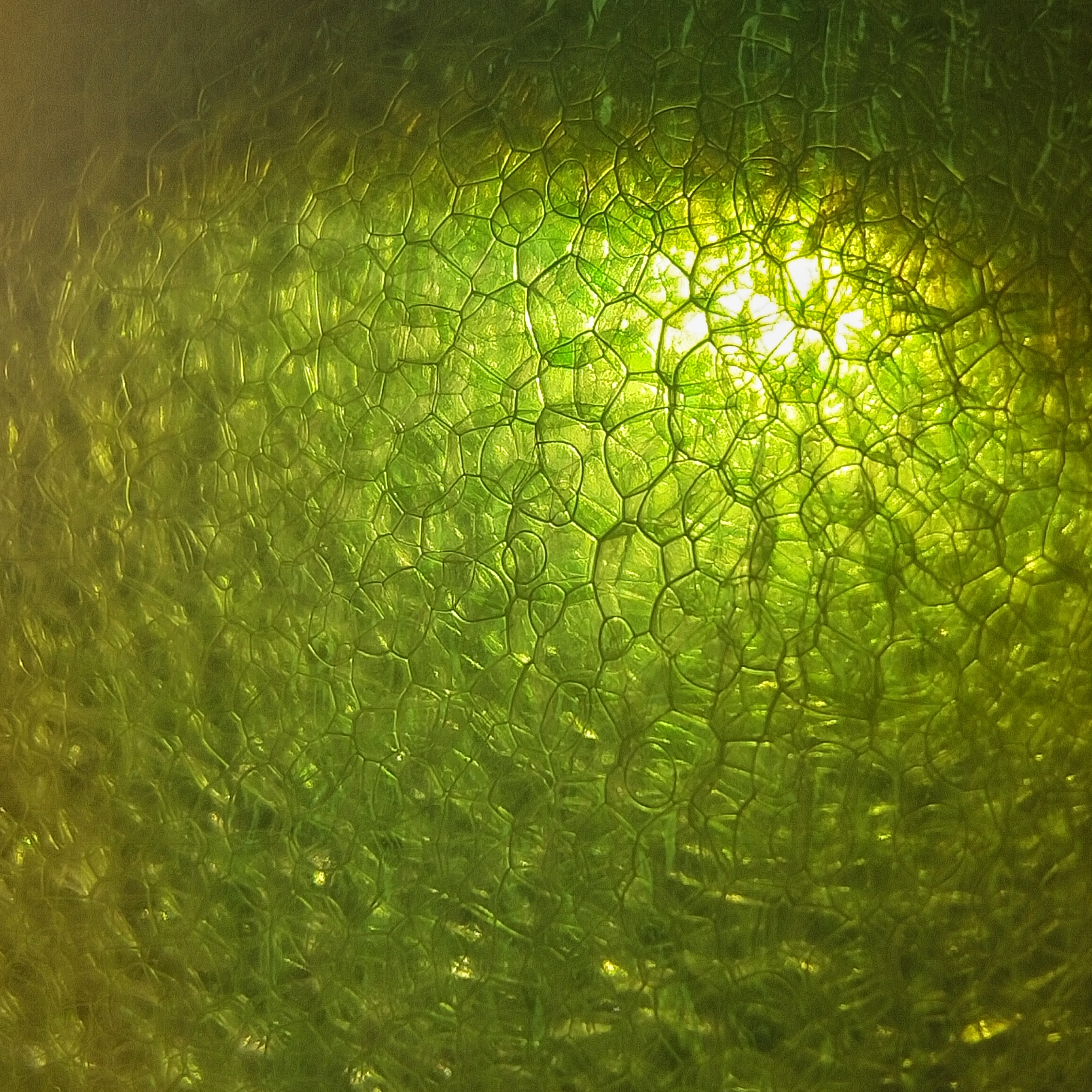 质感摄影视频,质感也是微距摄影的表现