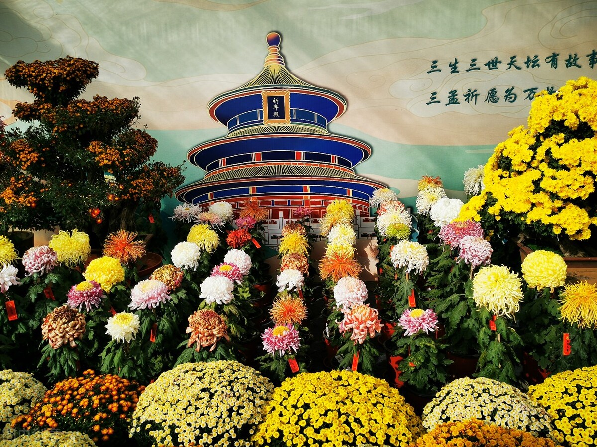 重阳节赏菊正当时，推荐国内这9个地方的赏菊好去处，沉浸式赏花