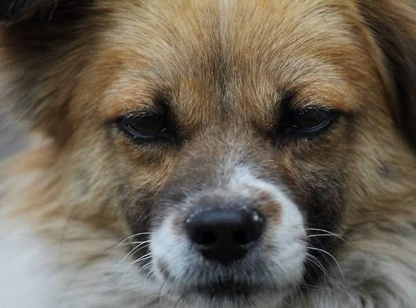 狗翻肠有什么说法,狗翻肠什么意思