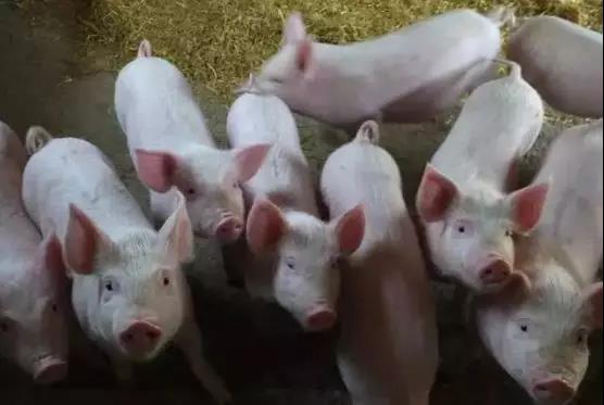 明明供大于求为什么价格还高,猪少了为什么猪价不涨