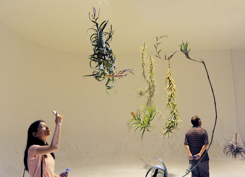 空气凤梨怎么养容易长根,空气凤梨和霸王空气凤梨