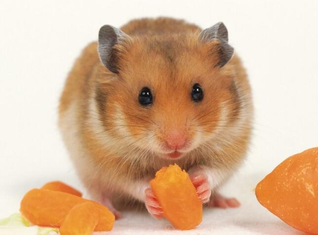 仓鼠饲养八大禁忌仓鼠吃什么蔬菜,仓鼠饲养八大禁忌仓鼠能活多久