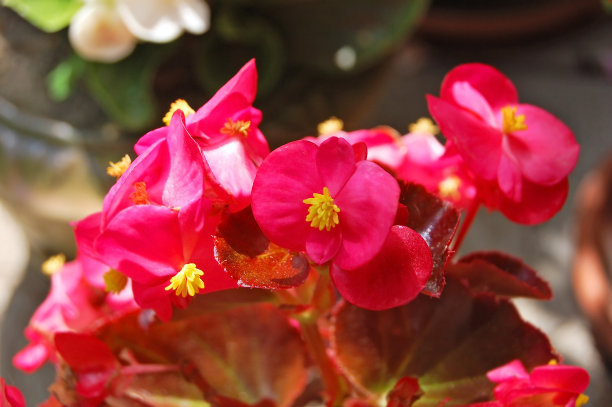 四季海棠各种颜色重瓣,好养好看大花重瓣四季海棠