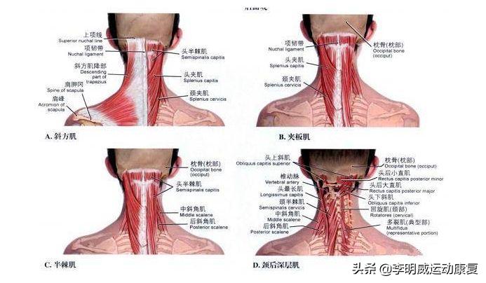 富贵包怎么消除最好方子,富贵包怎么消除视频教学
