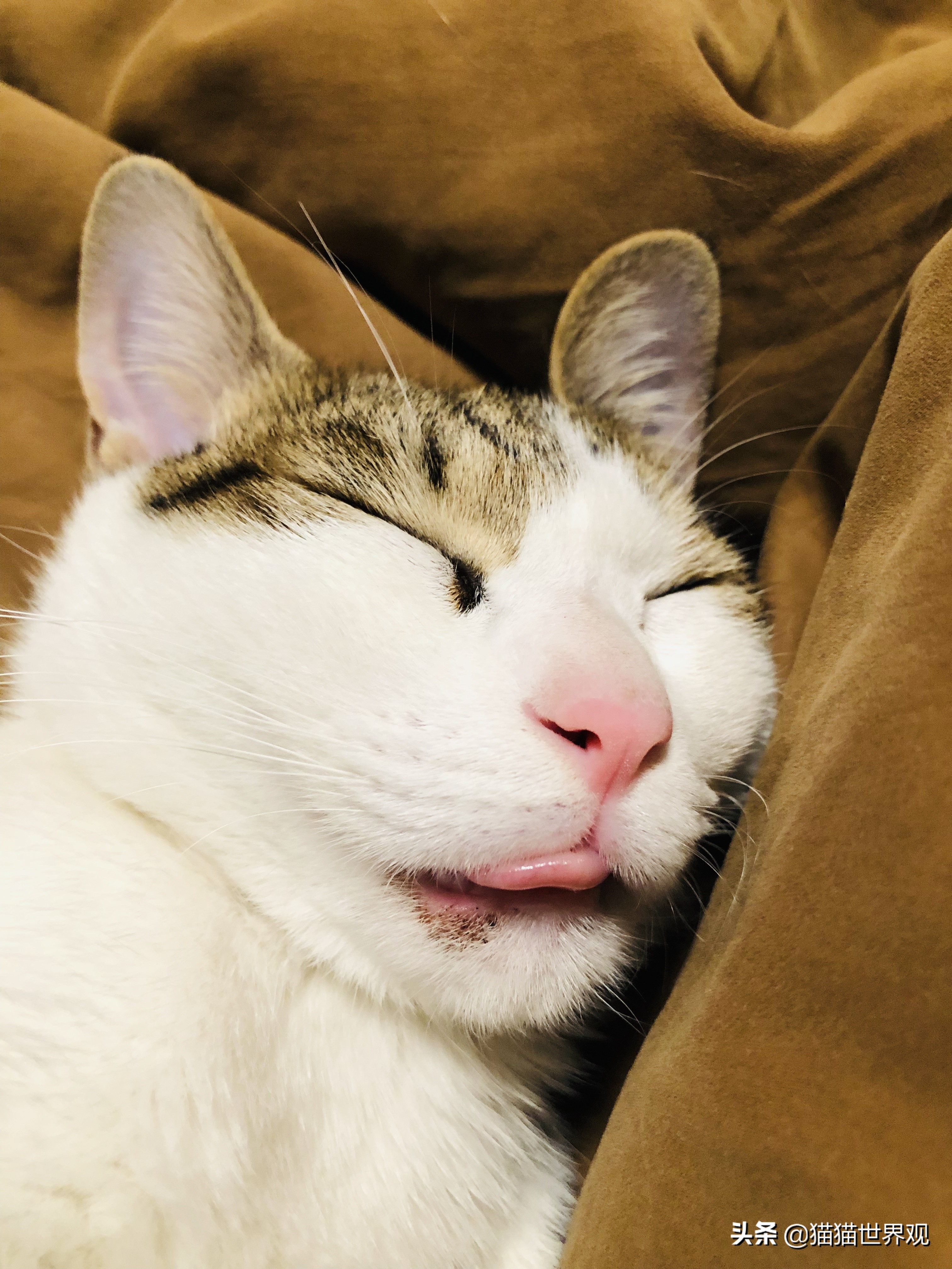 猫咪绝育手术后该如何护理才正确,猫咪绝育手术全过程母猫