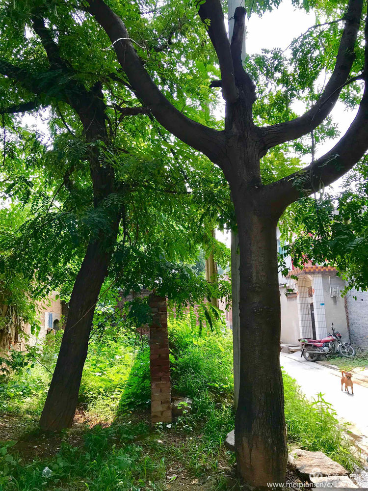 新安县铁门镇庙头村新旧照片对比,新安县庙头村的老照片