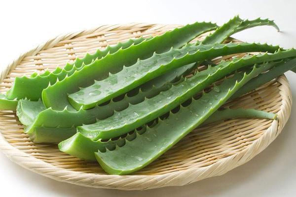 直接用鲜芦荟擦脸有什么功效,解析芦荟的7大美容养颜功效