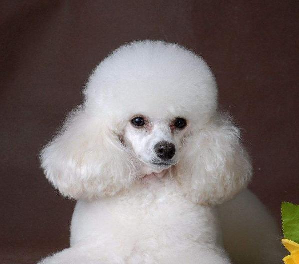 泰迪有泪痕用什么擦眼睛,泰迪有泪痕用什么擦好