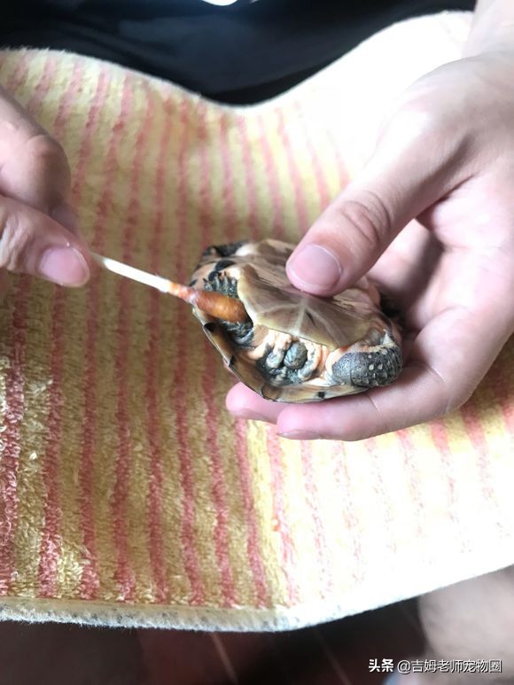 乌龟放水里一直游到岸边怎么办,乌龟溺水后眼睛是睁的还是闭的