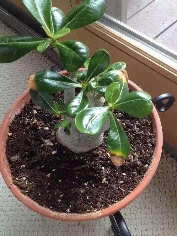 植物叶子变黄边缘焦枯什么原因,秋天叶子变黄的植物有哪些