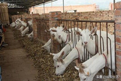 奶山羊养殖技术推广,奶山羊养殖技术和品种