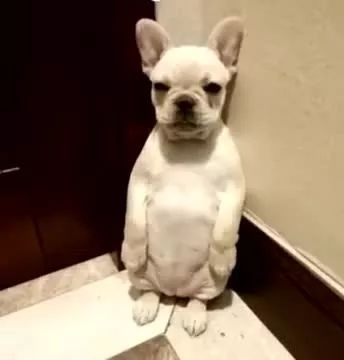 正宗的上海话中十大闲话,正宗上海闲话读词