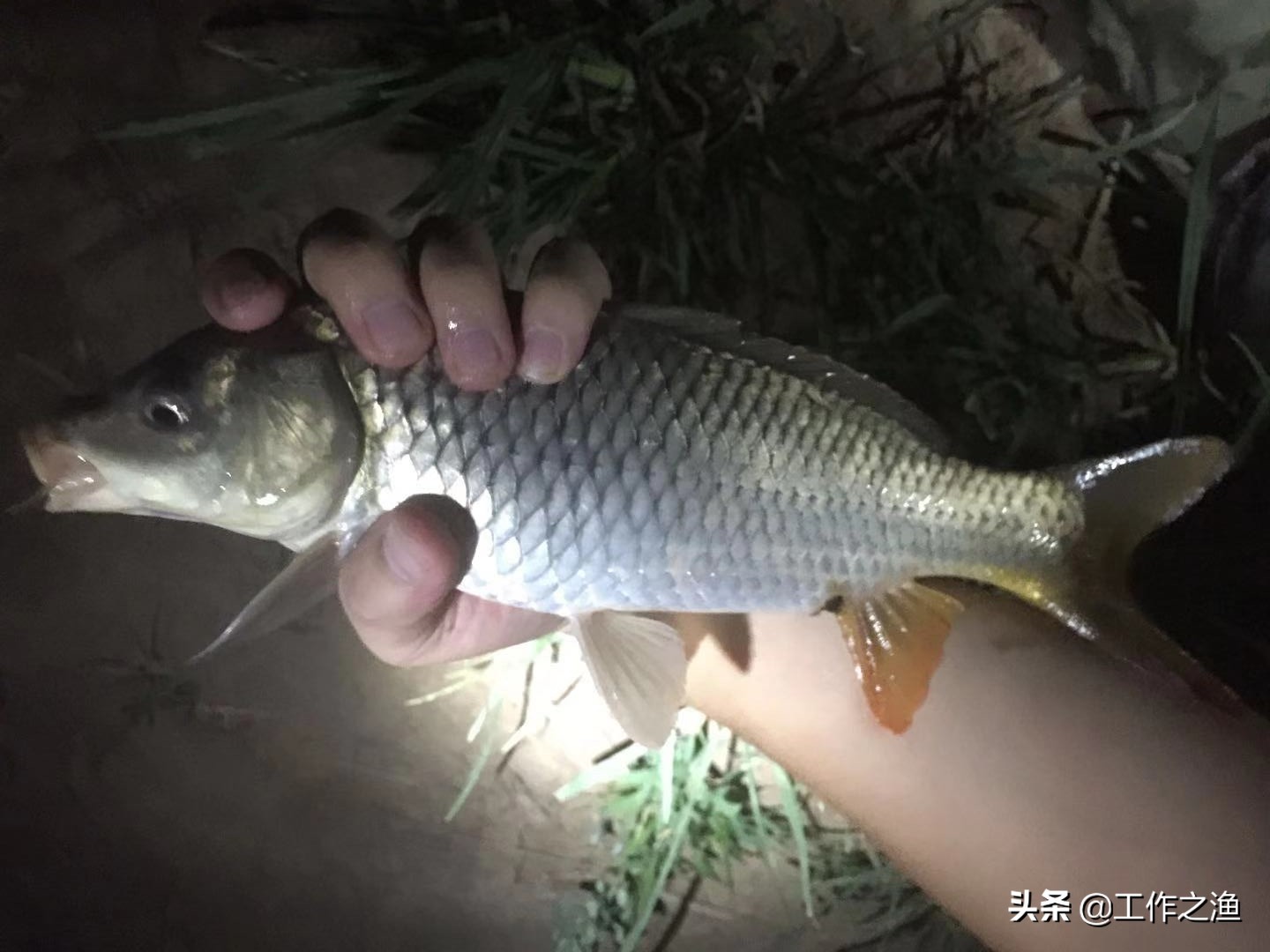 钓鱼如何防止鱼身上粘液失去,鱼的粘液影响钓鱼吗