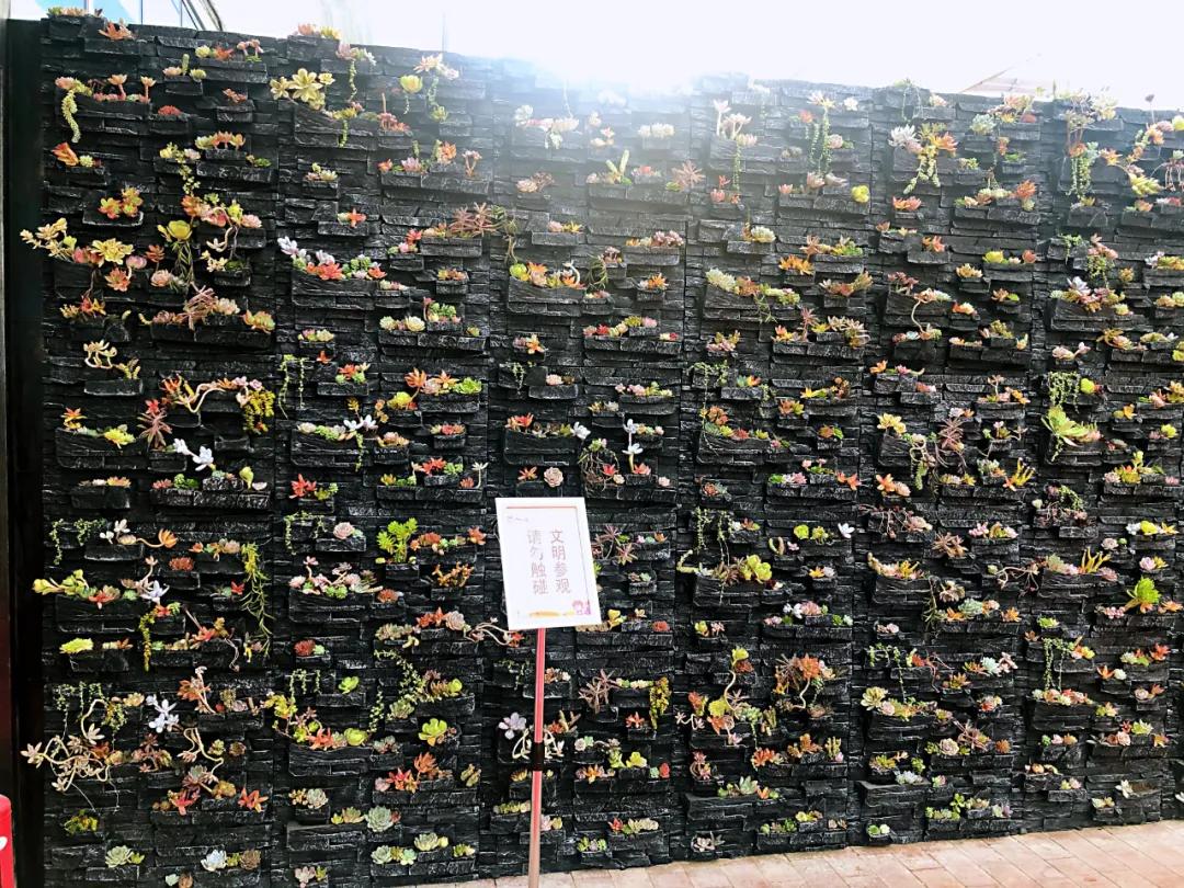 这个年销量上亿株多肉的县城，举办了首届多肉电商节