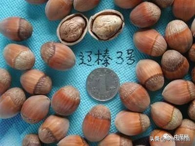 平欧大果榛子价格,平欧大果榛子栽培基地