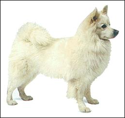 宠物狗小型犬品种排名大全及图片,性格温顺的小型犬有哪些