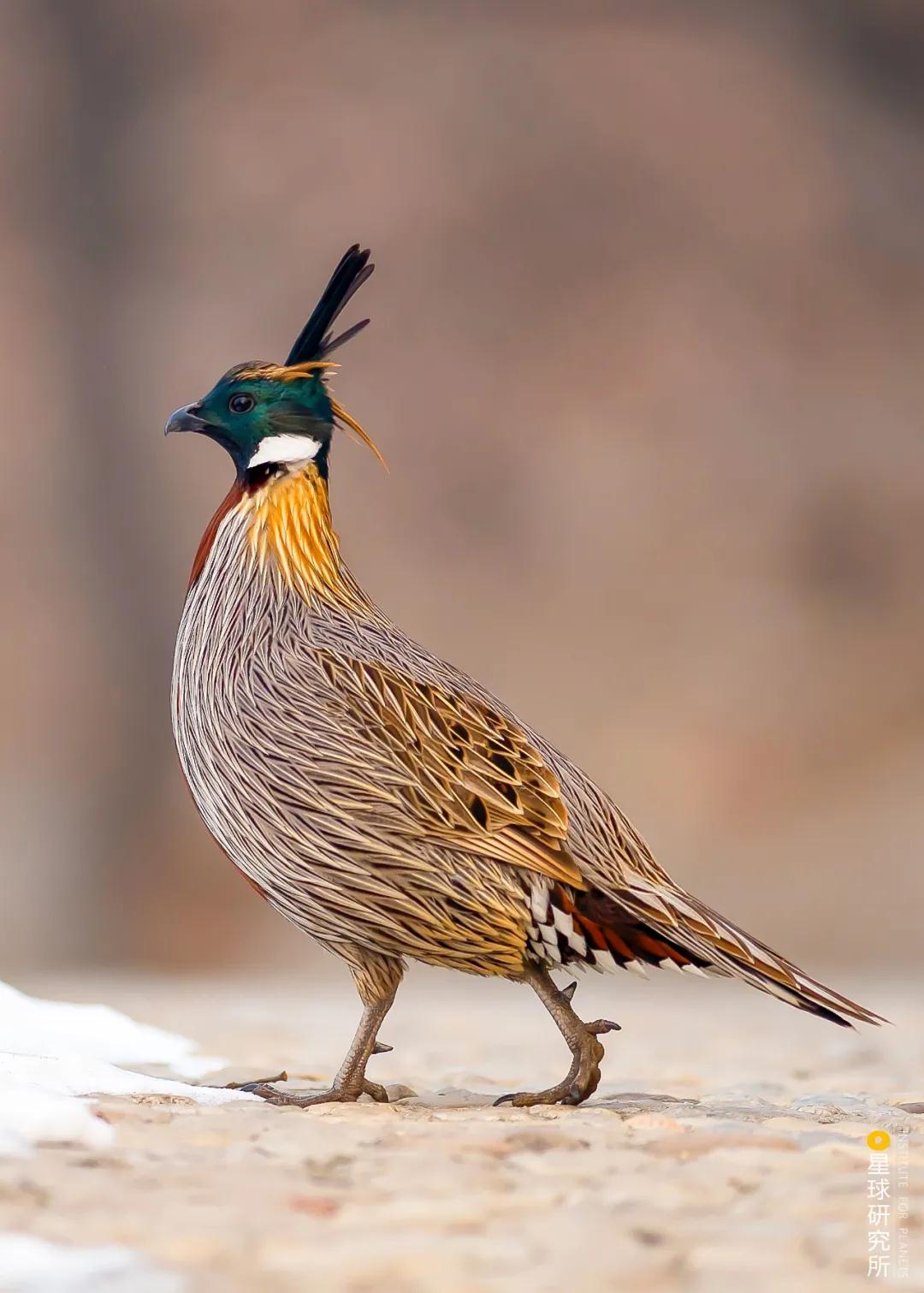 林草领域知识图谱,林草科普专业术语