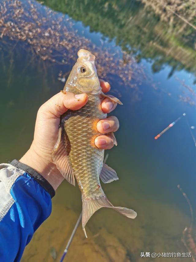 钓浮一般离底多深,钓底钓浮的正确方法与技巧