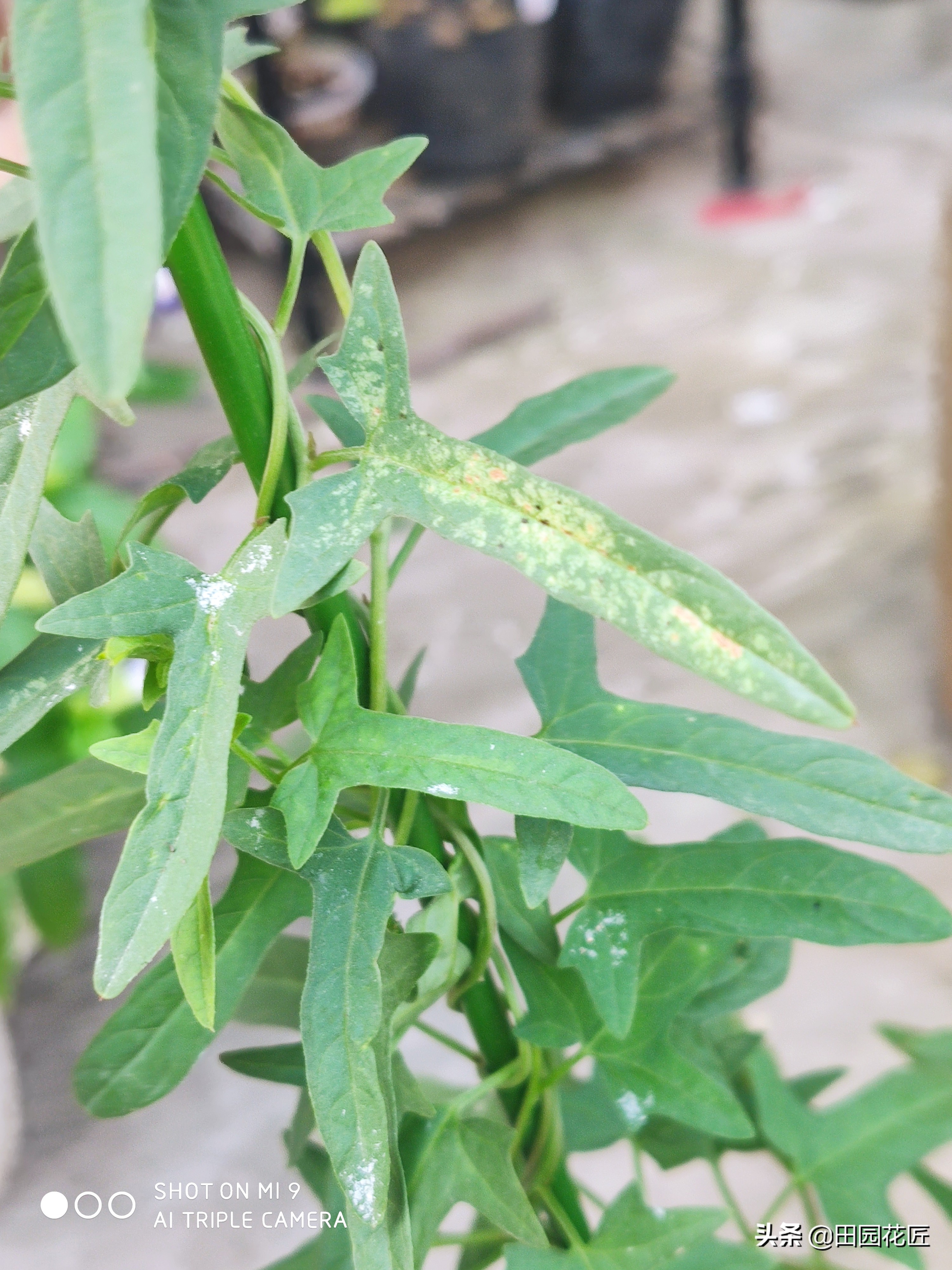 牡丹黄叶的处理方法,移栽的牡丹蔫蔫的怎么补救