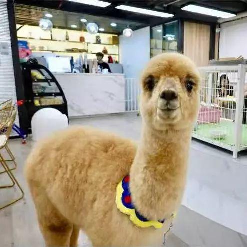 深圳10家顶级餐厅,深圳10大必吃的餐厅