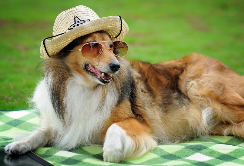 喜乐蒂犬寿命有多少年,喜乐蒂幼犬多大变形