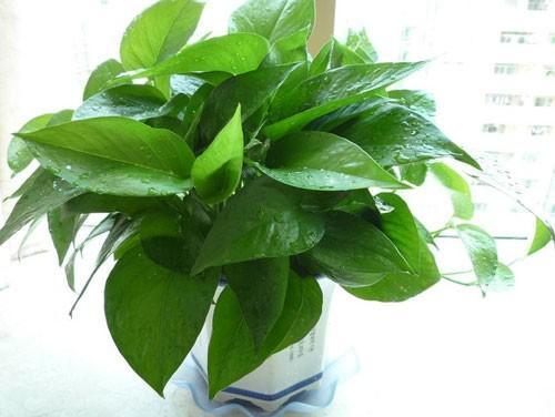 绿萝怎样养才不烂根和黄叶,绿萝如何浇水可以防止烂根黄叶