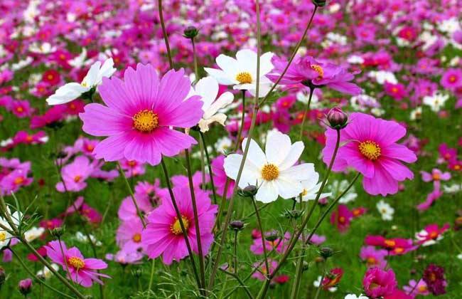 波斯菊种子种出的花啥样,波斯菊种子大花朵