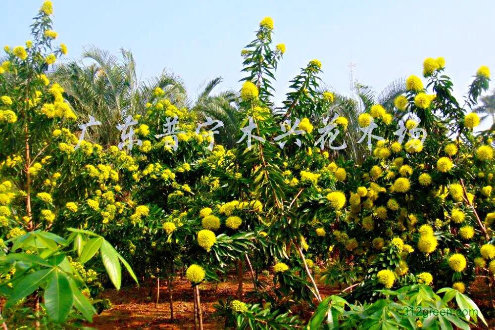 金黄熊猫,金黄色熊猫